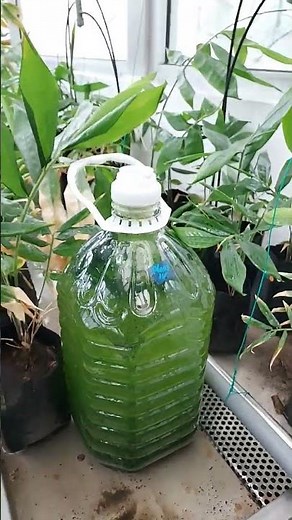 Microalgae to boost plant growth!