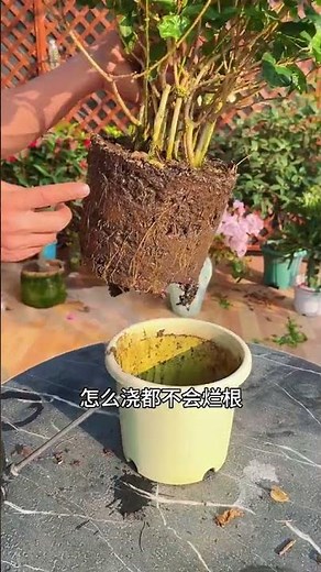 Master the Art of Pruning and Caring for Jasmine