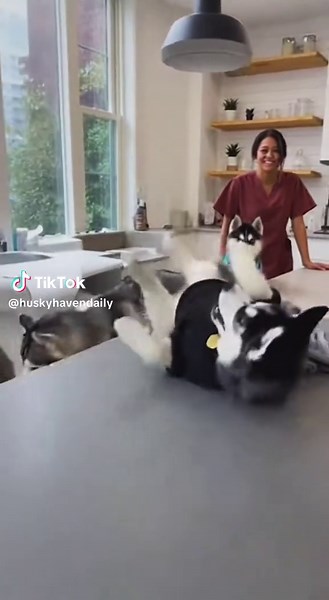 Why is he crying like he’s dying?! 😭 😭😭 #huskycry #funnydog #dramaking #doghumor #puppycheckup