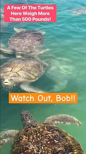 Beautiful Green Sea Turtles At The Cayman Turtle Centre in Grand Cayman #seaturtles #cruiselife