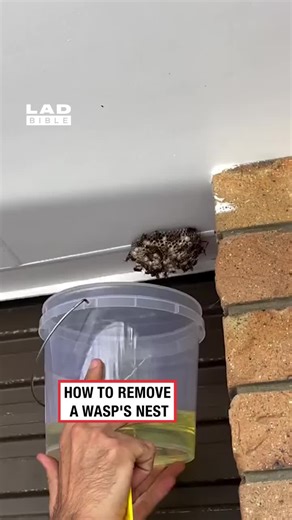 Effective Wasp Nest Removal Techniques by Handyman