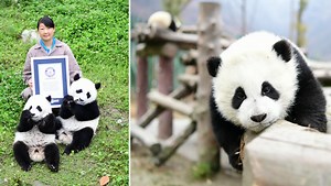Twin pandas born in China make history in conservation first
