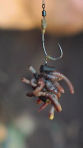 Using naturals as hookbaits?! 💪 With the water tempatures falling, maggots and worms can really help nick a bite when the going gets tough! 🥶 Harry Charrington runs through how he uses naturals as hookbaits 👌 #FoxInternational #Carpy #Fishing #CarpFishing #'MaggotFishing | Fox International