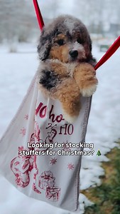 Obviously, a joke! ❤️❄️ don’t stuff puppies in stockings 😬 These 2 were such good sports and are such sweet calm guy❤️ _ _ _ #minibernedoodle #minibernedoodlesofinstagram #minibernedoodlepuppy #bernedoodles #bernedoodlesofig #bernedoodlesofinsta #cutedoodle #cutedoodles #stockingstufferideas #stockingstuffers #stockingstuffers | Down Home Doodles