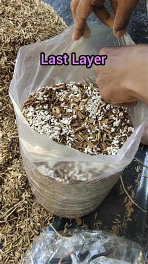 How Spawning in Mushroom bag #mushroomfarming