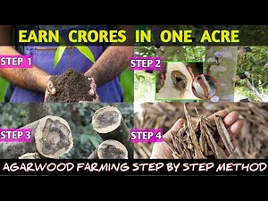 Unlocking the Secrets of Agarwood: From Plantation to Liquid Gold (Oudh) ‪@AssamNurserylive‬ #agarwood