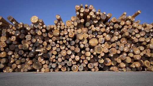 54K views · 1.3K reactions | Blippi visits @Port of Olympia and learns all about shipping! Did you know there were so many big, cool vehicles in one place? | Blippi | Facebook