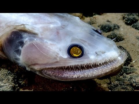 20 New Deep Sea Creature Encounters Caught on Camera in Hawaii 2025 | Mega ROV Countdown