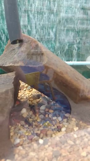 Salmon hatching update, week 4! The Alevins (newly hatched salmon)...