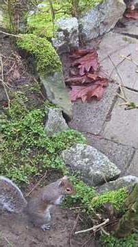 Squirrel and Cat chasing Birds