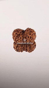 14 Mukhi Rudraksha Perle Java 20,04 mm | Catégorie A Grande | Véritable guérison sacrée naturelle - Etsy France