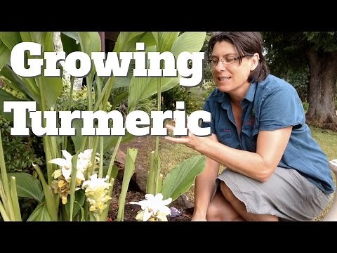Growing Turmeric Plants in Australia