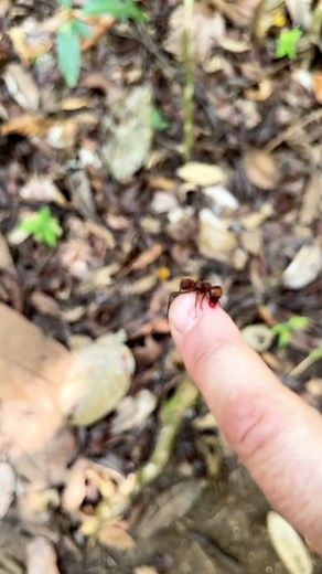 181K views · 1.6K reactions | Cruddy video, fantastic results! Tomorrow I dial up the painful entertainment for one of the most unique conservation stories I have ever learned about! Big thanks in advance to my brother in rainforest protection @jimcordoba and his amazing @biosurfoundation for helping produce and make this episode happen | Coyote Peterson | Facebook