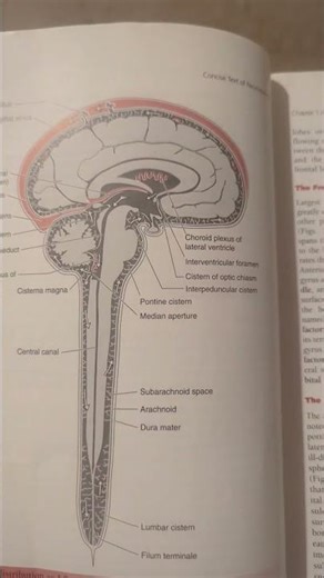 The distribution and flow of CSF. #anatomy