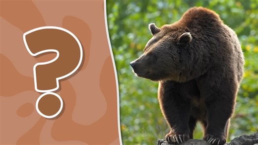 What Color Is It？ ｜ Color Song for Kids ｜ Learn your Colors Jack Hartmann - Ja