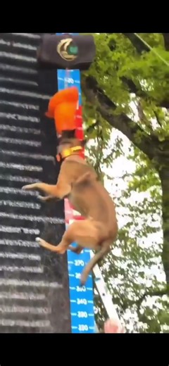 Unbelievable dog! #dog #training #jump