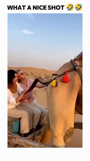 ᴘʀɪᴍᴇ ᴢᴏɴᴇ on Instagram: "This video captures a humorous yet unfortunate encounter during a camel ride in the desert. Two women are seen sitting on a wooden cart directly behind a camel, laughing and playfully interacting with the animal’s tail. One of the women even gives the tail a friendly high-five, clearly enjoying the scenic excursion."