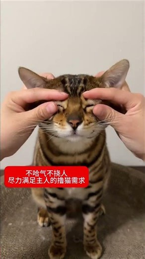The Art of Cat Petting by Chef Leopard: A Master's Touch