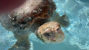 Has a bouyance issue under DRS care | Eric Wheeler | Facebook