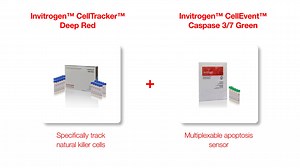 Perfect Pairings: CellTracker Deep Red   CellEvent Caspase 3/7 - Scientific Videos | Thermo Fisher Scientific US