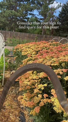 Certain plants can get a bad rap, and Achillea millefolium (yarrow!) is one. Which is unfortunate because it attracts SO many beneficial insects, looks great dried, adds winter interest to a garden, and is widely adaptable to most of North America. The reason behind its bad reputation is the fact that the straight species it can spread very aggressively when happy and it is very drought tolerant—so it needs a bit of space to itself! Some have trouble with it flopping over—it really does best in
