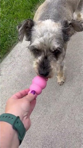 My review of the Kong puppy toy