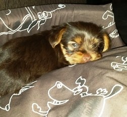 How Much Do Teacup Yorkies Cost? Latest Sale Prices