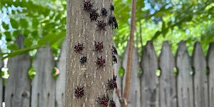 A spotted invasion: lanternflies seen around Toledo