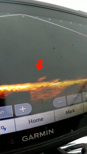 Garmin Livescope - Walleye