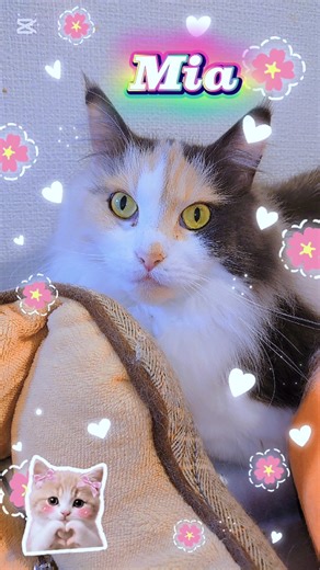 MainecoonFamily💗 #メインクーン #mainecoon #猫 #ねこ #cat #猫のいる暮らし #ショート #shorts #子猫 #こねこ #kitten #ダイリュートキャリコ