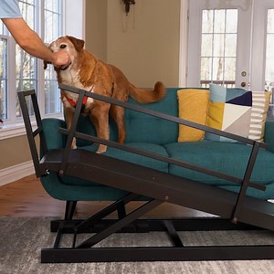 Wondering how to train your dog to use a dog ramp? We got you!😊⬇️ We have tons of tips and resources to support you with training your pup, including: ✅An expert-developed training guide ✅Easy-to-follow video demonstrations ✅Solutions for the occasional training hurdle ✅And more! 👉Want to get an idea? Check out our training videos and resources on the DoggoRamps website! #dogslife #retrievermix #dogtraining #doggoramps #dogramp | DoggoRamps