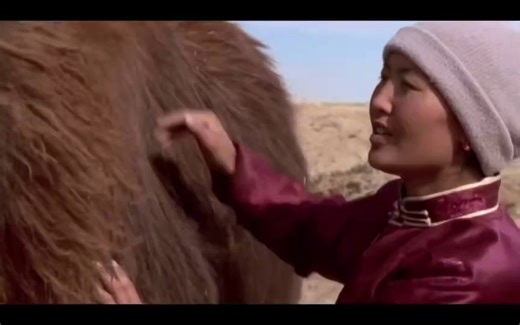 Back in 2003, a German film crew filming in the Gobi Desert captured an incredibly moving moment: after a tough two-day birth, a mother camel rejected her newborn. A nomadic family then performed the ancient Hoos singing ritual passed down for generations. Once the song ended, the camel shed tears and finally accepted her baby. This powerful scene became one of the most memorable parts of the Oscar-nominated documentary The Story of the Weeping Camel.