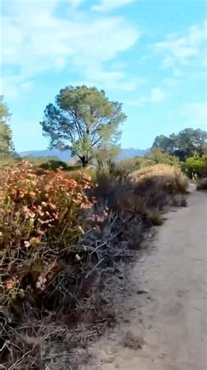 Walking Along Sands & Blooming Wildflowers | Silent Nature Escape