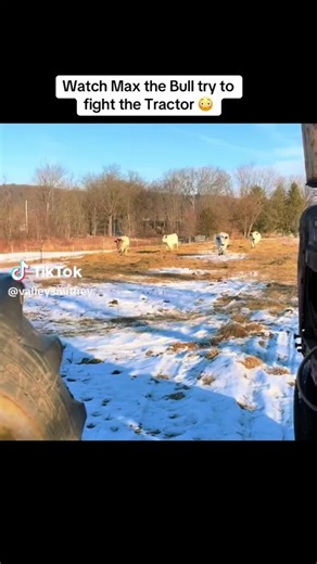 Temper Tantrums of a Playful Bull Named Max