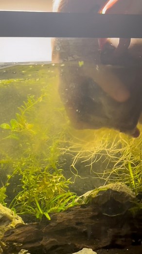 7.8K views · 64 reactions | Don't throw out that dirty filter! I used it to transfer mulm-beneficial bacteria, detritus, and microfauna—into a new tank. This jumpstarts the nitrogen cycle, supports biodiversity, and helps stabilize water quality from the start. A little mess = a healthier tank. #aquariumtips #aquascape #fishtank #tips | murderpea | Facebook