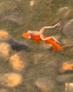 When you teach your wife to swim 😆❤️ | 𝖧 𝗒 𝗉 𝗇 𝗈 𝗍 𝗂 𝗓 𝖾