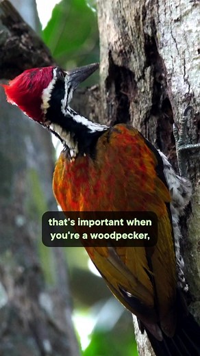 The Evolution of Woodpeckers' Taste Receptors Explained