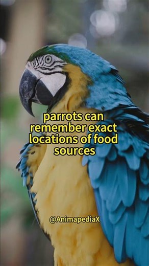 The Hidden Intelligence of Parrots! #parrot