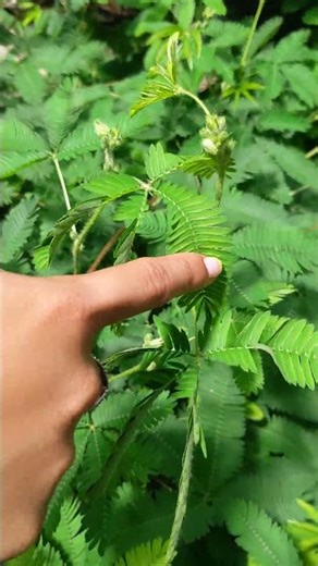 The Sensitive Plant aka Mimosa Plant or Touch Me Not