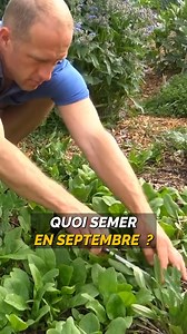 Épinard, un des tops légumes à planter en septembre ! 🥬 #légumes #potager #septembre #recette #blettes #quiche #jardinage #cuisinemaison #récolte #automne | Le potager d'Olivier