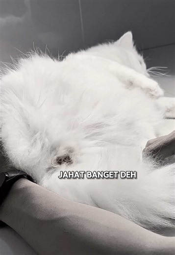 Gimana pendapatmu tentang steril kucing? Dulu waktu pertama kali punya Oti, papa mama TiDi gak tau loh apa itu steril kucing 🤯 Padahal, steril itu penting banget untuk kesehatan dan kualitas hidup anabul kita. Pelan-pelan kami belajar dan cari tahu apa yang terbaik buat mereka 🤍 Yuk, cek info steril gratis di @Royal Canin Indonesia #sterilkucing #sterilkucinggratis #sterilgratis