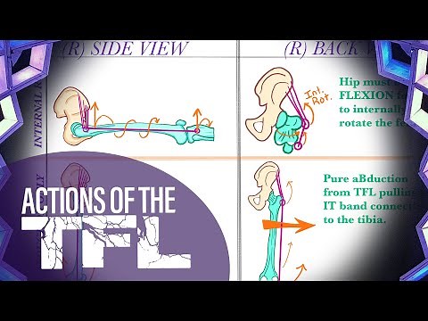 Actions of the TFL (Tensor Fascia Latae) | Yoga Anatomy Lesson