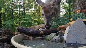 Bird baths are not just used by birds, they are also welcome water supplies for other wildlife, like this young deer. This camera and others are live on birdsy.com. Setup: @BirdsOfDairyPoint #animals #nature #wildlife | Birdsy