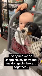 34K views · 1.5K reactions | Funny and cute dogs with baby compilation 藍 殺 | Cuteyfunny | Facebook