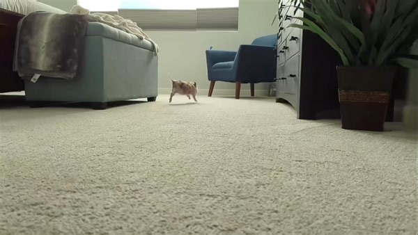 137 reactions · 8 comments | So cute Oliver. Glad you love your home. #oliver #minipigs #pigs #oink #azmicrominipigs | AZ Micro Mini Pigs | Facebook