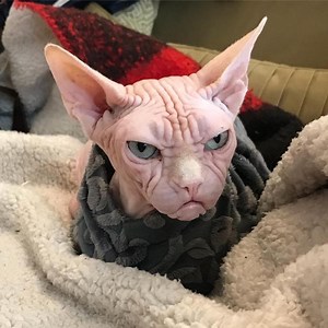 An Oddly Handsome Sphynx Cat Whose Wrinkled Face Makes Him Appear Perpetually Angry