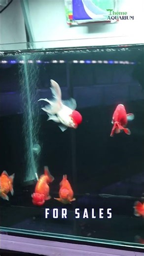 ✨ Beautiful Goldfish for Sale | Theme Aquarium Chennai ✨ Theme Aquarium Chennai