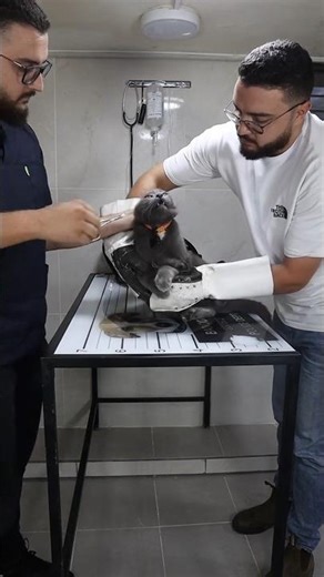 Safe Injection Method for Cats 🐱💉