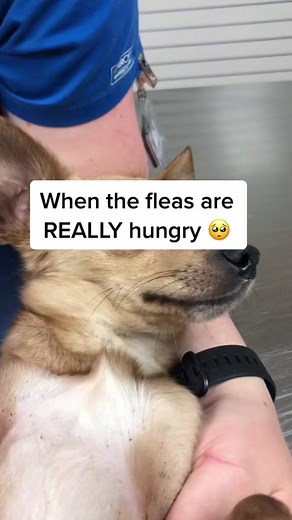 Protect your pets! Fleas cause anemia, carry infectious diseases, and lead to tapeworms!!! Talk to your vet to keep your pet safe.