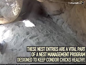 7K views · 276 reactions | Take a trip inside a California Condor's nesting cave! Go behind the scenes with condor biologists as they conduct a 4-month health check on the chick from this year's Hutton's Bowl Condor cam. Watch and learn about how these nest checks play a vital role in California Condor conservation!  LIVE at AllAboutBirds.org/Cams | Bird Cams | Facebook